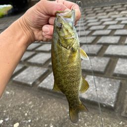 スモールマウスバス