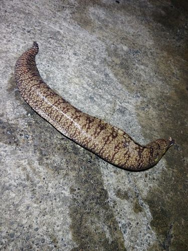 トラウツボの釣果