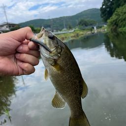 スモールマウスバス
