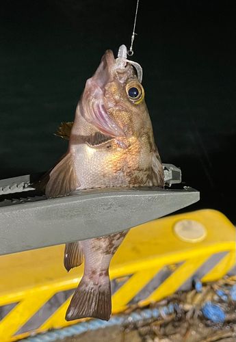 メバルの釣果