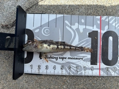 アナハゼの釣果