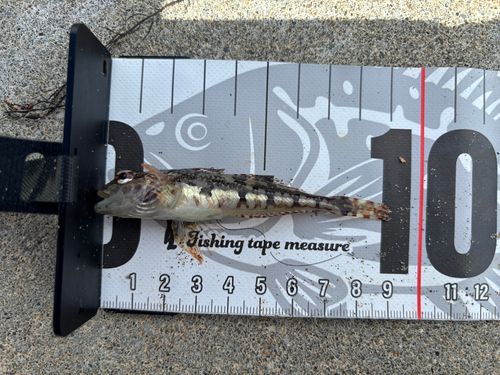アナハゼの釣果
