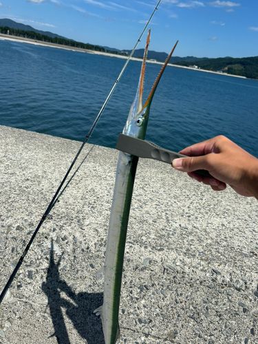 ダツの釣果