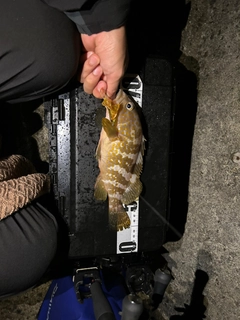アコウの釣果