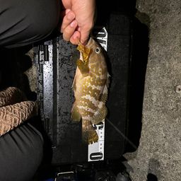 アコウ
