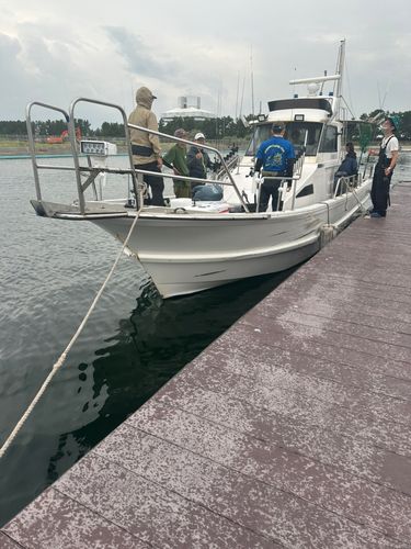 ケンサキイカの釣果
