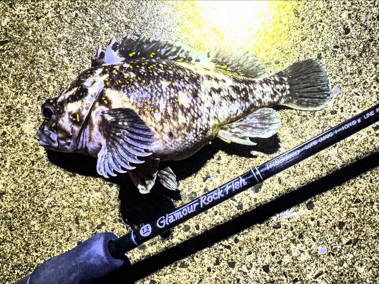 オウゴンムラソイ