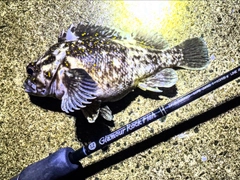 オウゴンムラソイの釣果