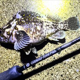 オウゴンムラソイ