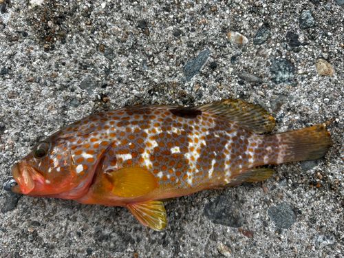 キジハタの釣果