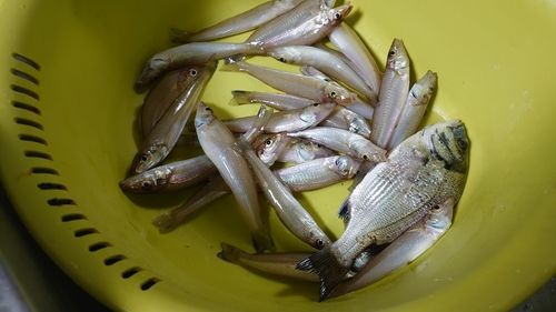 シロギスの釣果