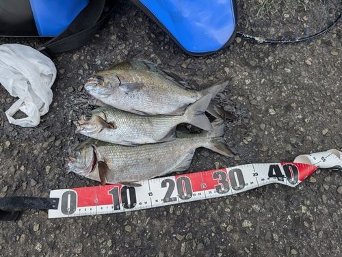 イスズミの釣果