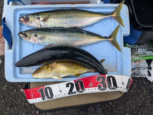 ムロアジの釣果