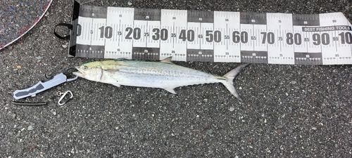 サゴシの釣果