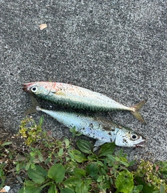 サバの釣果