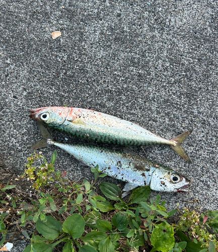 サバの釣果