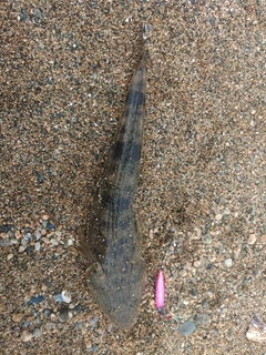 マゴチの釣果