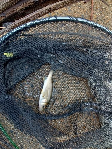 セイゴ（マルスズキ）の釣果