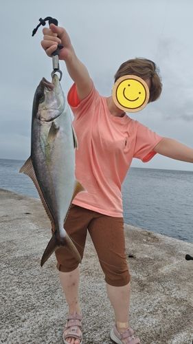 カンパチの釣果