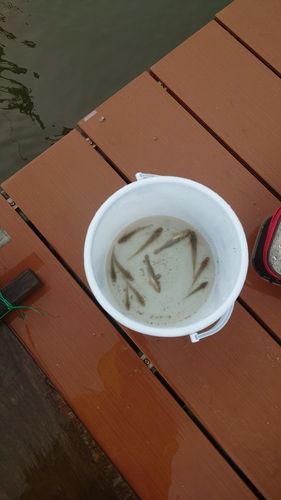 マハゼの釣果