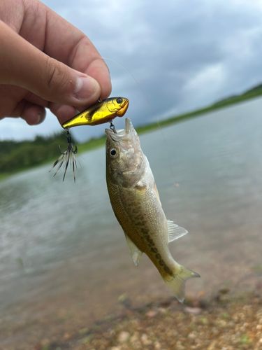 ラージマウスバスの釣果