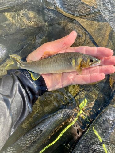 アユの釣果