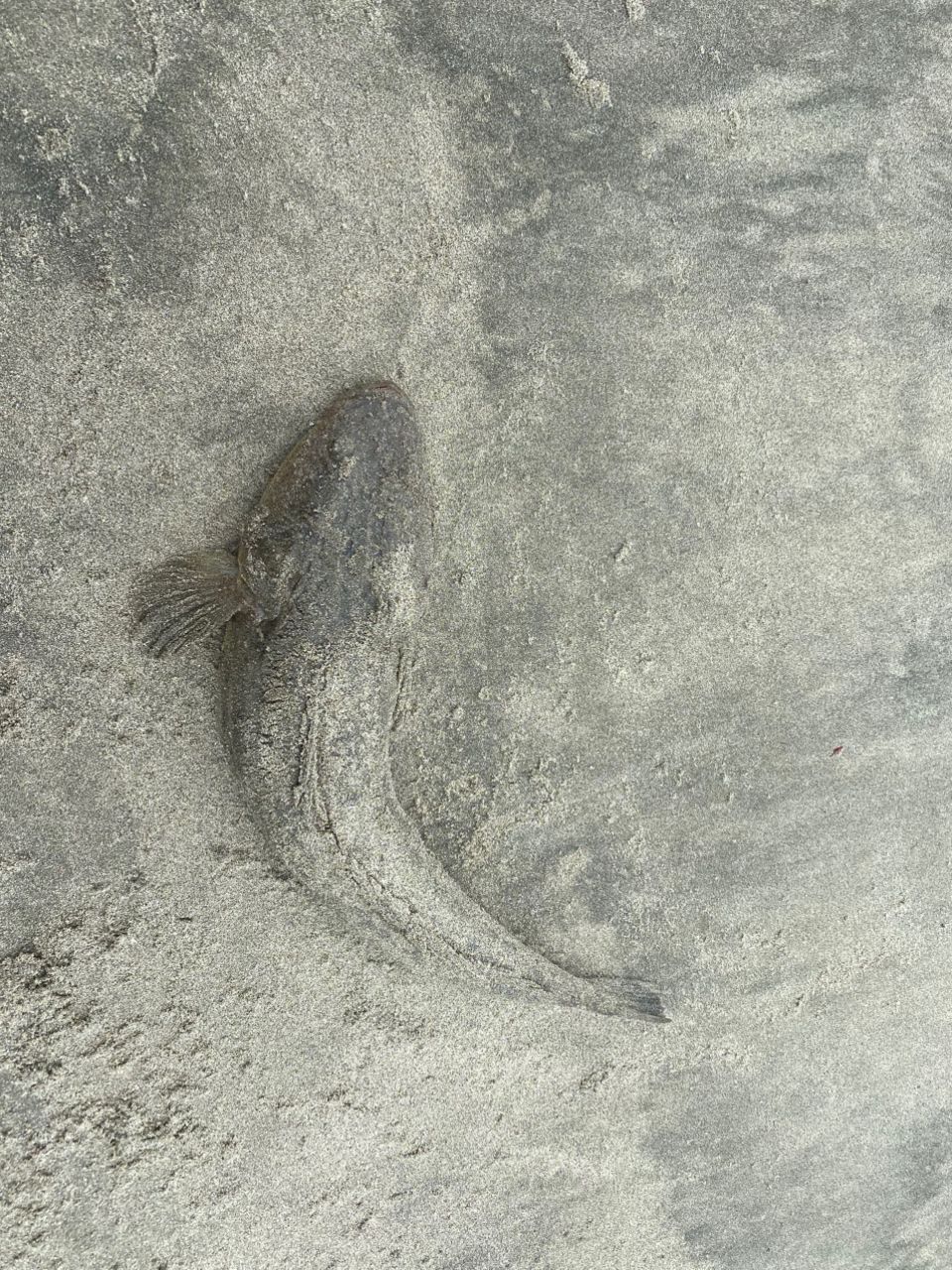 コチ