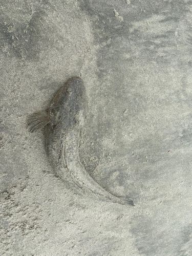 コチの釣果