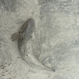 コチ