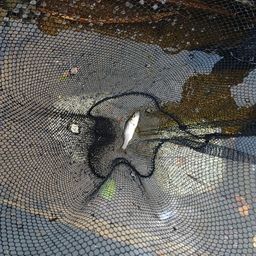 セイゴ（マルスズキ）