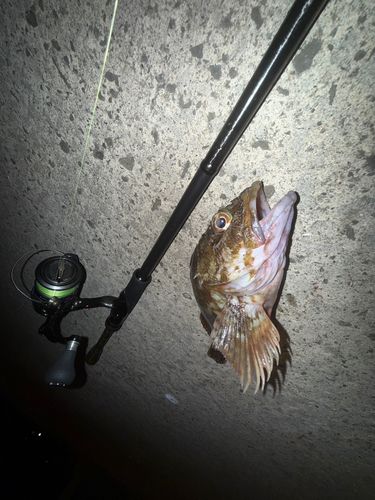 カサゴ