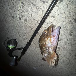 カサゴ