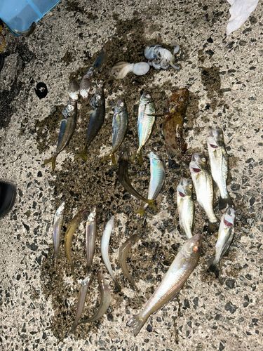 キスの釣果