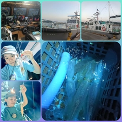 ケンサキイカの釣果