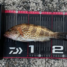 オオモンハタ