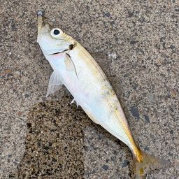 アジ