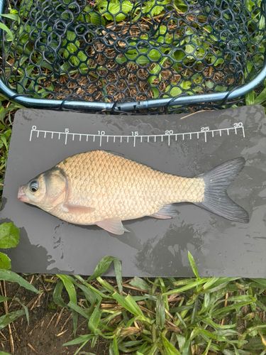 ヘラブナの釣果