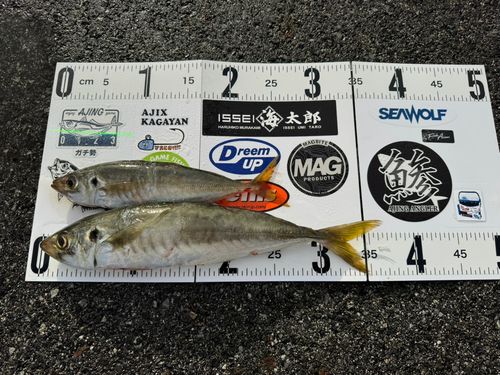 マルアジの釣果