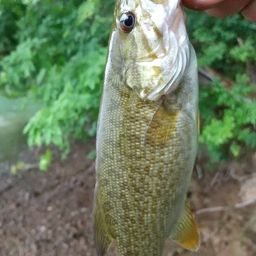 スモールマウスバス