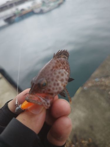 オオモンハタの釣果