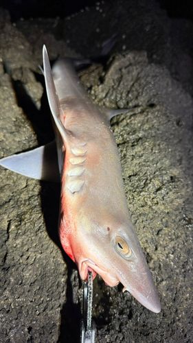メイチダイの釣果