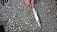 キスの釣果