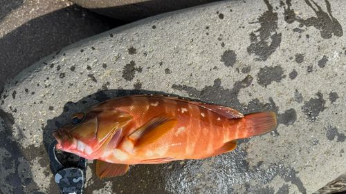 アカハタの釣果