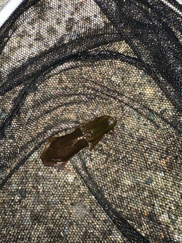 コウイカの釣果