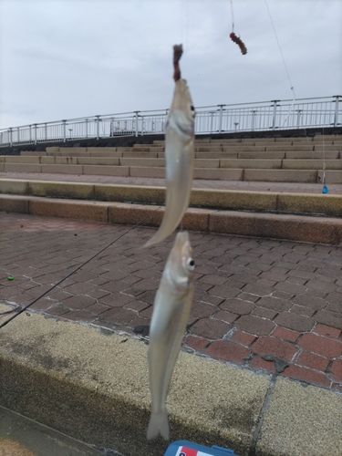 キスの釣果
