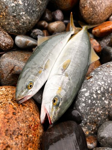 ツバスの釣果