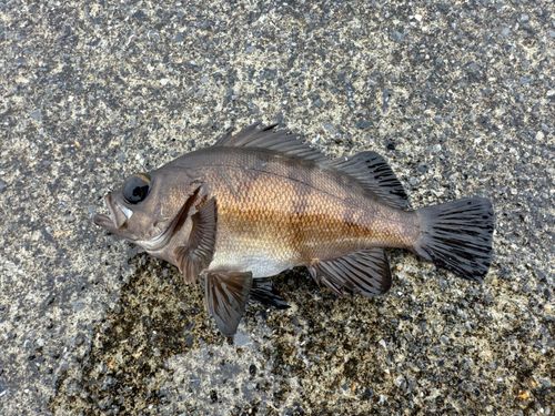シロメバルの釣果