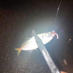 アジ