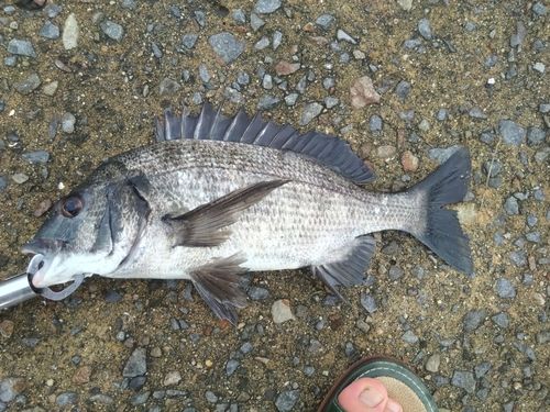 クロダイの釣果
