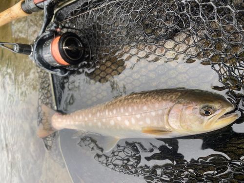 アメマスの釣果
